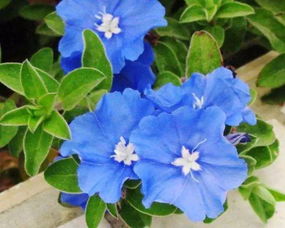 蓝星花有毒吗 蓝星花汁液碰到皮肤