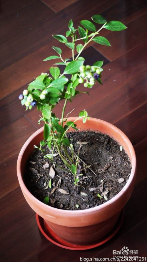 蓝莓可以露天过冬吗 北方蓝莓怎么过冬