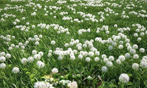 蒲公英的象征意义 蒲公英的真正花语