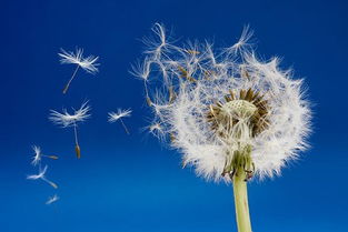蒲公英的精神与寓意 蒲公英的真正花语