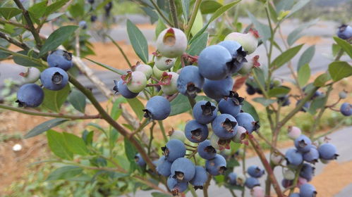 蓝莓多少年后就不结果了 蓝莓3到4年为什么会死