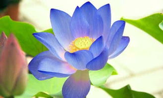 蓝莲花指什么人 蓝莲花象征哪种女人