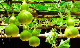 葫芦打尖几次才结葫芦 小葫芦掐尖方法视频