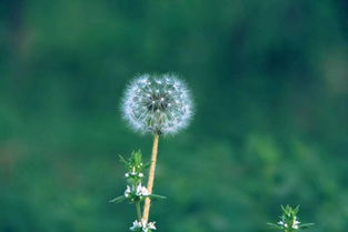 蒲公英的花语和象征意义 蒲公英是表白还是分手