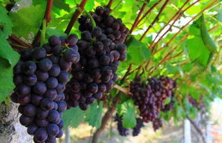 葡萄正常几月份成熟 各种葡萄成熟时间表