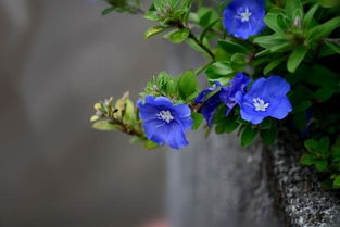 蓝星花吉利吗 蓝星花适合送什么人