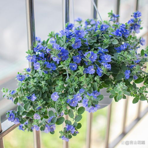 蓝星花的花语图片 蓝星花适合送什么人