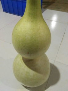 葫芦不熟摘了怎么处理 葫芦没长老就摘了还能使吗