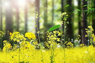 蒲公英描写精美文段 蒲公英绝妙佳句