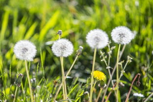 蒲公英根泡水喝三大忌 蒲公英的三个最佳搭配