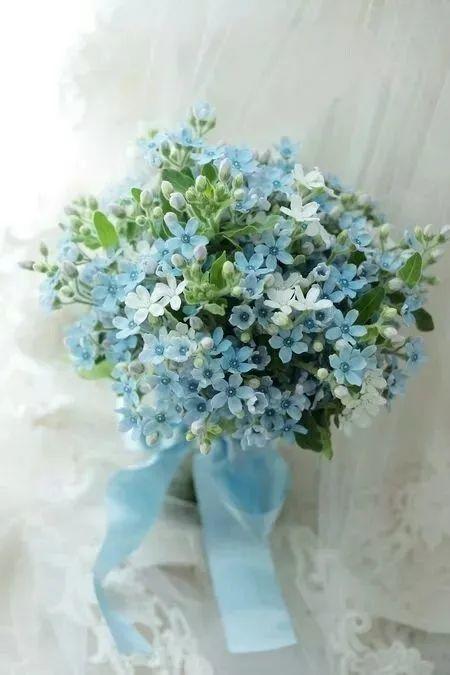 蓝星花白色汁液处理 怎样阻止蓝星花流白汁