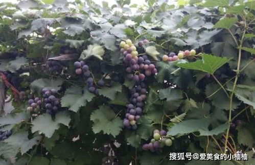 葡萄树是吉树还是凶树 家中栽葡萄树对谁不好