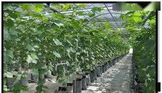 葡萄的扦插方法和时间 葡萄如何扦插育苗