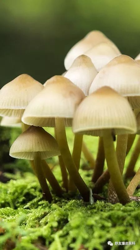 蘑菇的真菌会感染人吗 脚上的真菌会长蘑菇吗