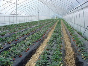 蔬菜大棚造价多少钱一亩 塑料大棚造价多少钱一平方