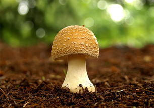 蘑菇是微生物吗为什么 蘑菇是一种什么样的生物