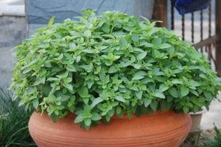 薄荷与留兰香的区别 留兰香为什么叫假薄荷