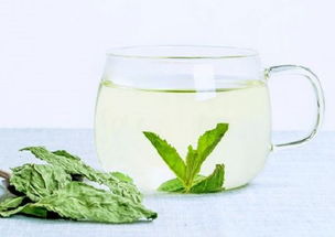 薄荷泡水喝竟有6个害处 薄荷泡水可以天天喝吗