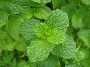 薄荷在风水上代表什么 薄荷叶致癌为什么那么快