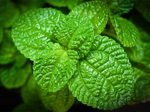 薄荷七月份能种吗 薄荷夏天会被热死吗