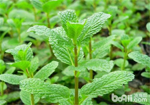 薄荷一天不浇水就死了 薄荷浇水过多会死吗