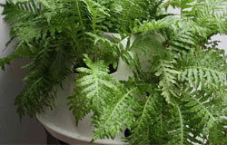 蕨类的寓意与风水 富贵蕨的风水作用