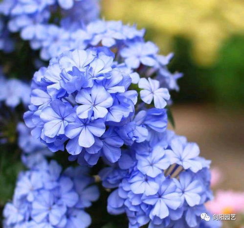 蓝雪花的缺点 蓝雪花寿命有几年
