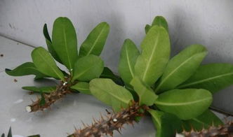 虎刺梅晾几天才能扦插 虎刺梅不开花怎么回事儿