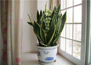虎尾兰和虎皮兰的图片 养虎皮兰容易得癌症