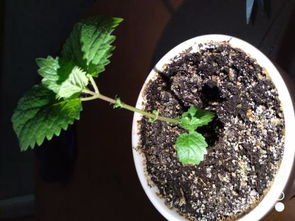 薄荷叶子发黑枯萎像烧焦 薄荷叶边缘变黑什么原因