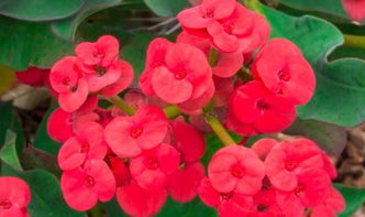 虎刺梅的好处和坏处 虎刺梅为啥不能家里养