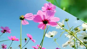 藏区真正的格桑花 格桑花象征哪种女人