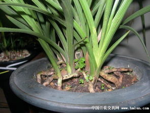 蕙兰植料最佳配方 蕙兰植料经典配方442