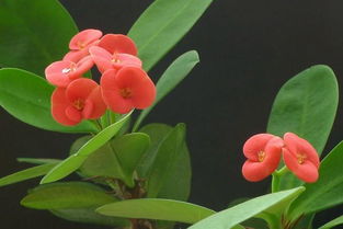 虎刺梅的风水作用 虎刺梅的摆放禁忌