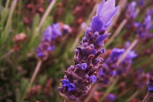 薰衣草暗示什么 薰衣草代表怎样的女人