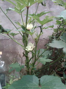 蓬和麻都是什么植物 蓬和麻哪个是直的