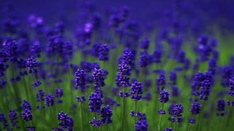 薰衣草味道太难闻了 为什么闻薰衣草会恶心