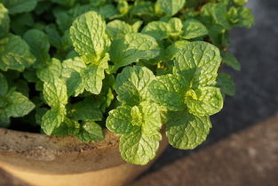 薄荷怎么养才能爆盆 薄荷怎样繁殖最快