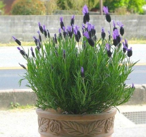 薰衣草招虫还是驱虫 衣柜放了薰衣草后出虫了