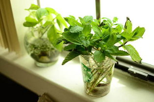 薄荷枝条插水为什么不生根 薄荷水培生根要晒太阳吗