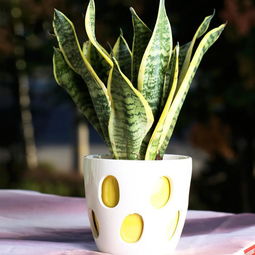 虎皮兰晾多久可以扦插 虎皮兰夏天扦插成活吗