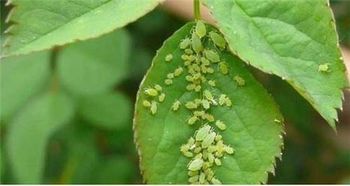 蚜虫最怕三种药 治蚜虫最快最好的农药
