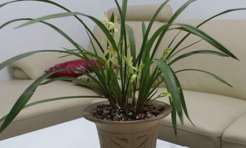 蝴蝶兰花多长时间浇一次水 家里千万不能养蝴蝶兰花