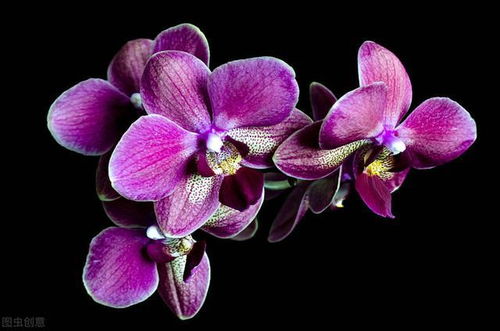 蝴蝶兰缺水的表现 蝴蝶兰一个月不浇水会死吗