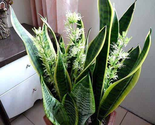 虎皮兰泡在水里能生根吗 虎皮兰直接放水里可以活吗