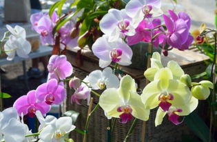 蝴蝶兰品种名称大全 蝴蝶兰哪个颜色最贵