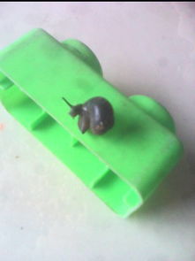 蜗牛最怕的三种东西 消灭蜗牛最简单的方法