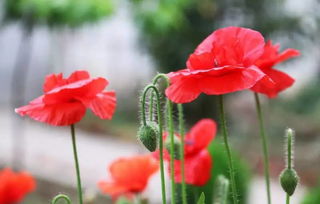 虞美人为啥不让种 虞美人的毒性有多强