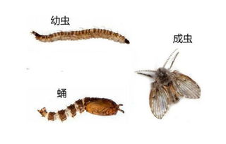 蛾蠓为什么不能用手拍 用手拍死了蛾蚋有事吗