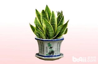 虎皮兰直接放水里可以活吗 虎皮兰的风水大忌属相